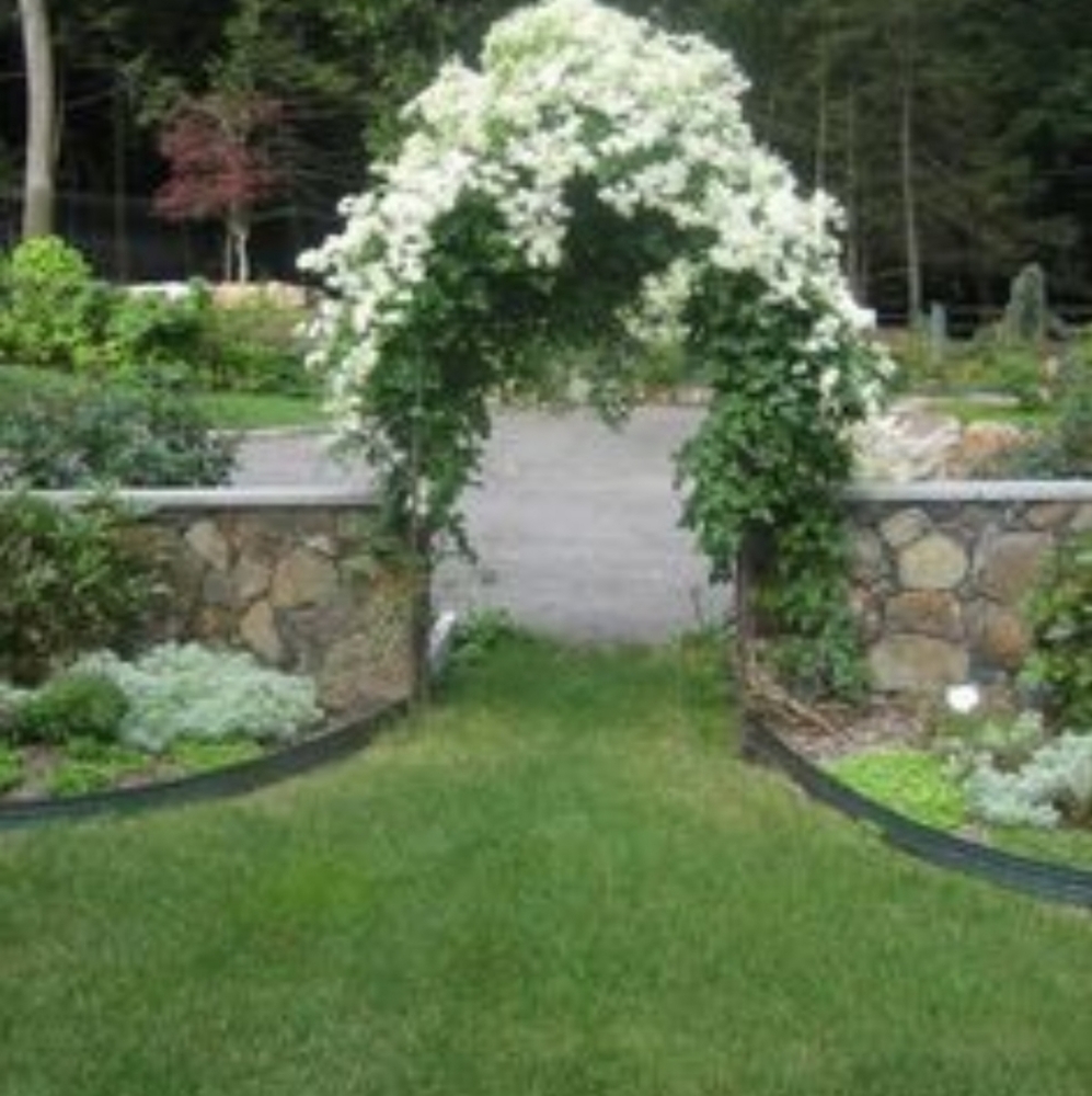 Autumn Clematis Vines 2 plants $15
